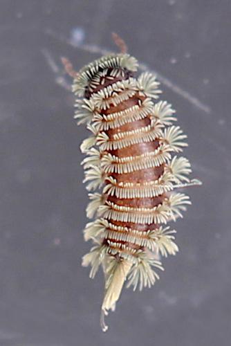 Réf. 246 948 : Polyxenus lagurus